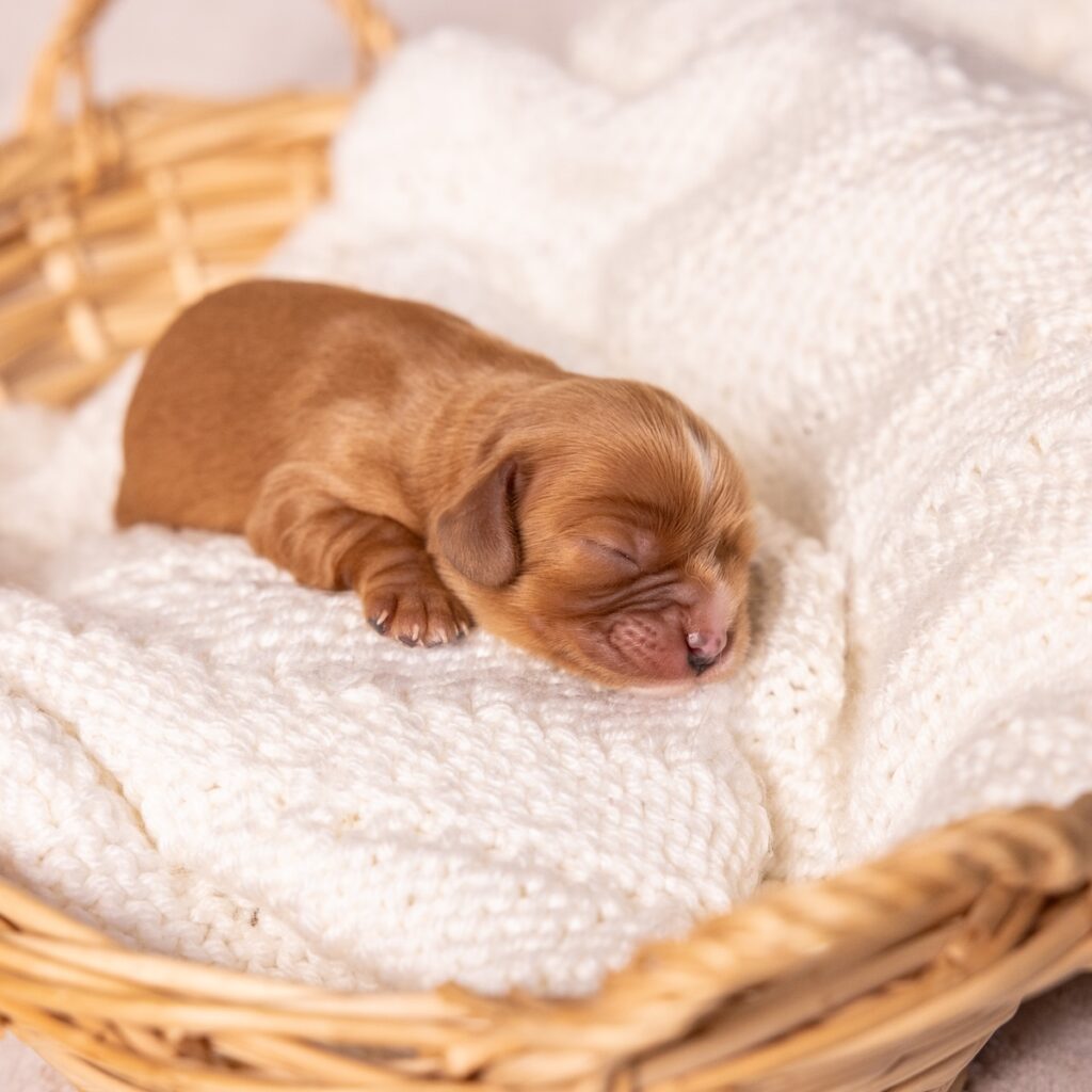 Cavalier ruby spaniel
