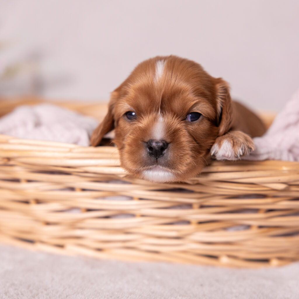 Cavalier ruby spaniel puppies