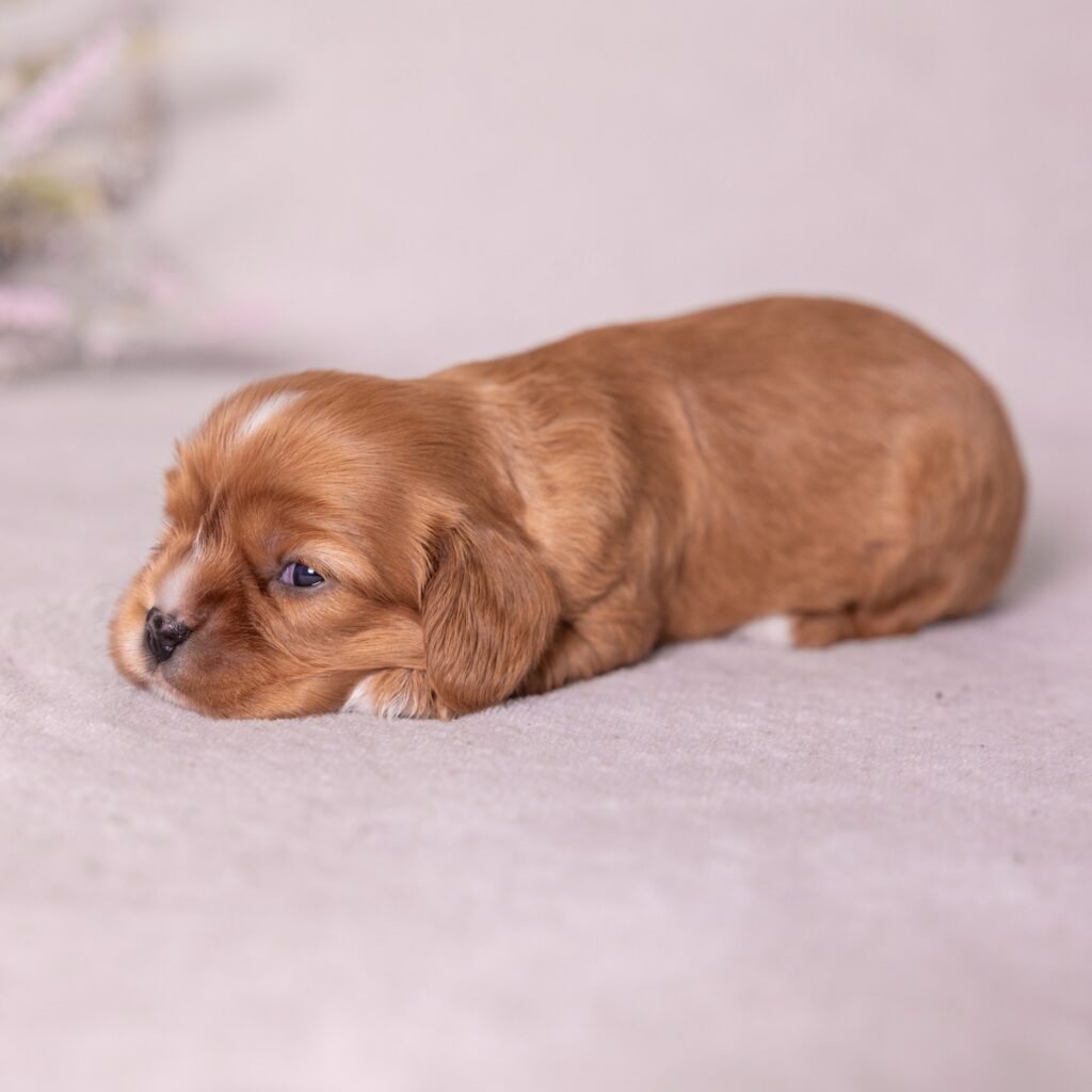 Cavalier ruby spaniel puppies for sale