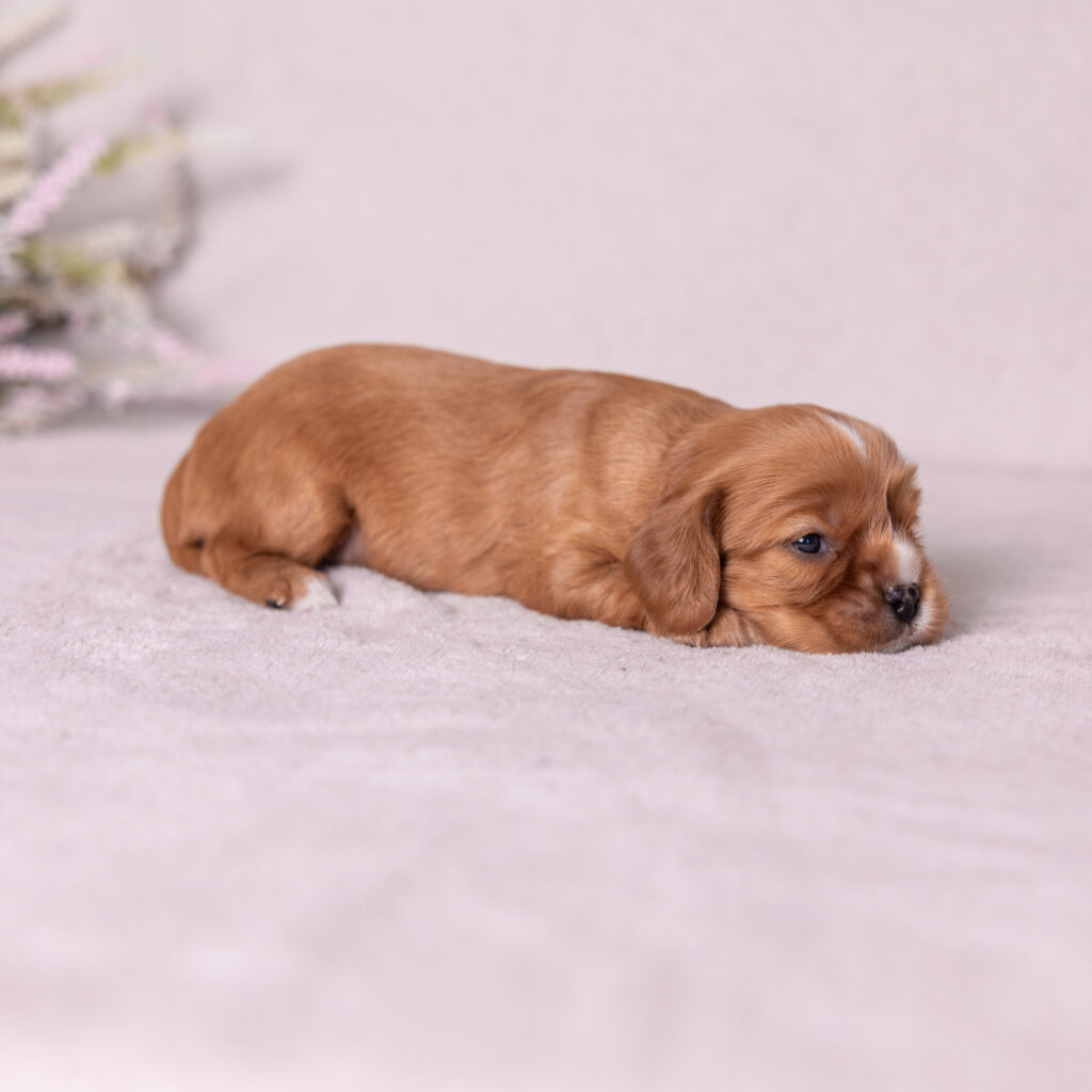 Cavalier ruby spaniel puppy