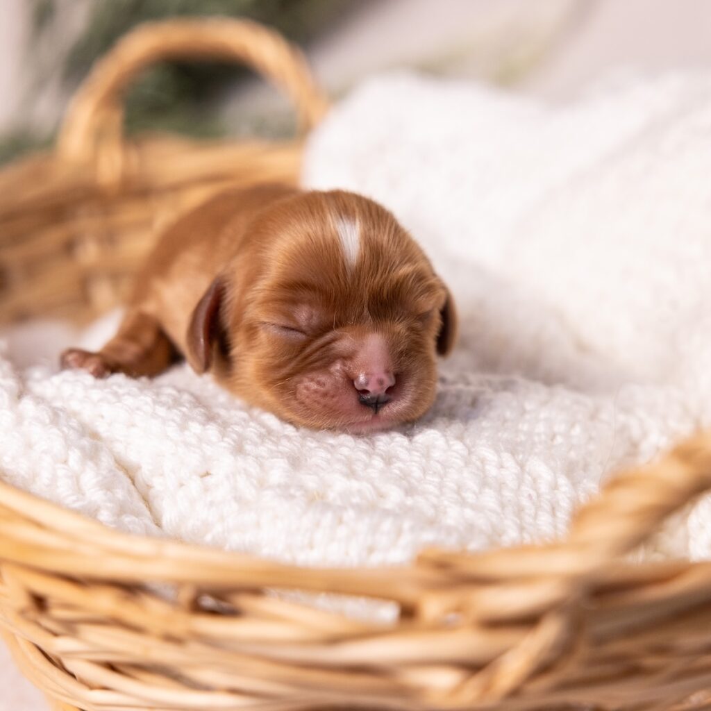 Cavalier ruby spaniel puppy