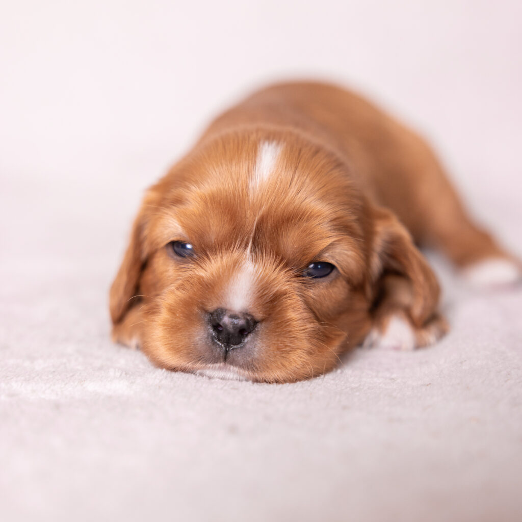 Cavalier ruby spaniel puppy for sale near me