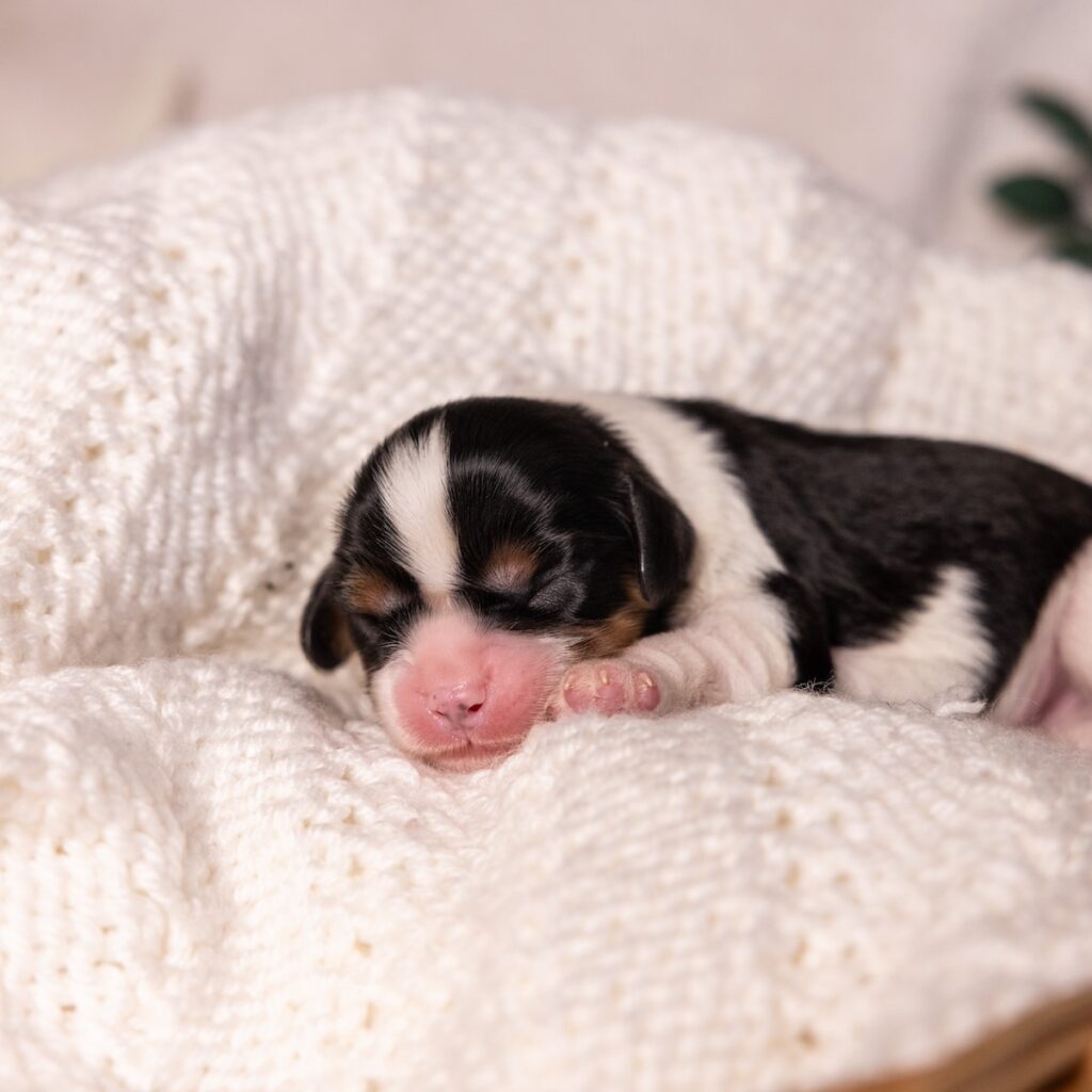 Cavalier tri color puppies