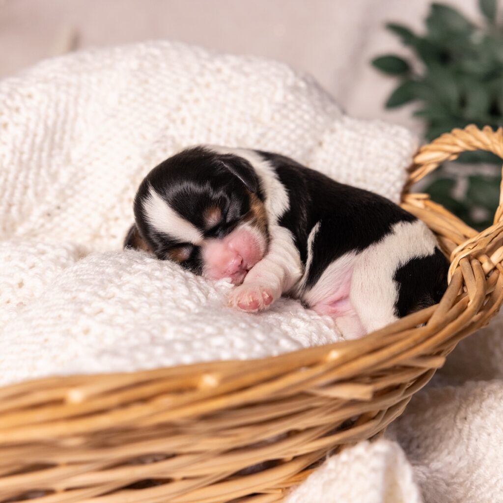 Cavalier tri color puppies near me