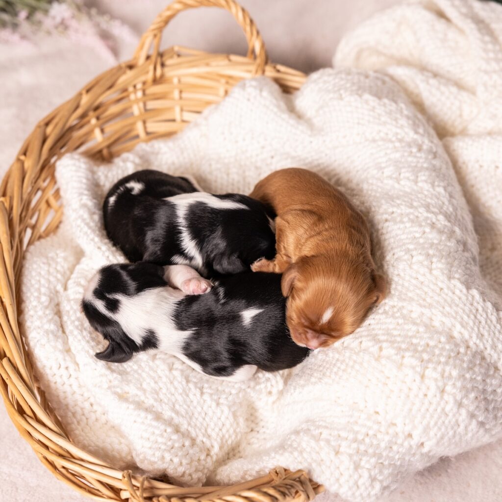 Cavalier young puppies