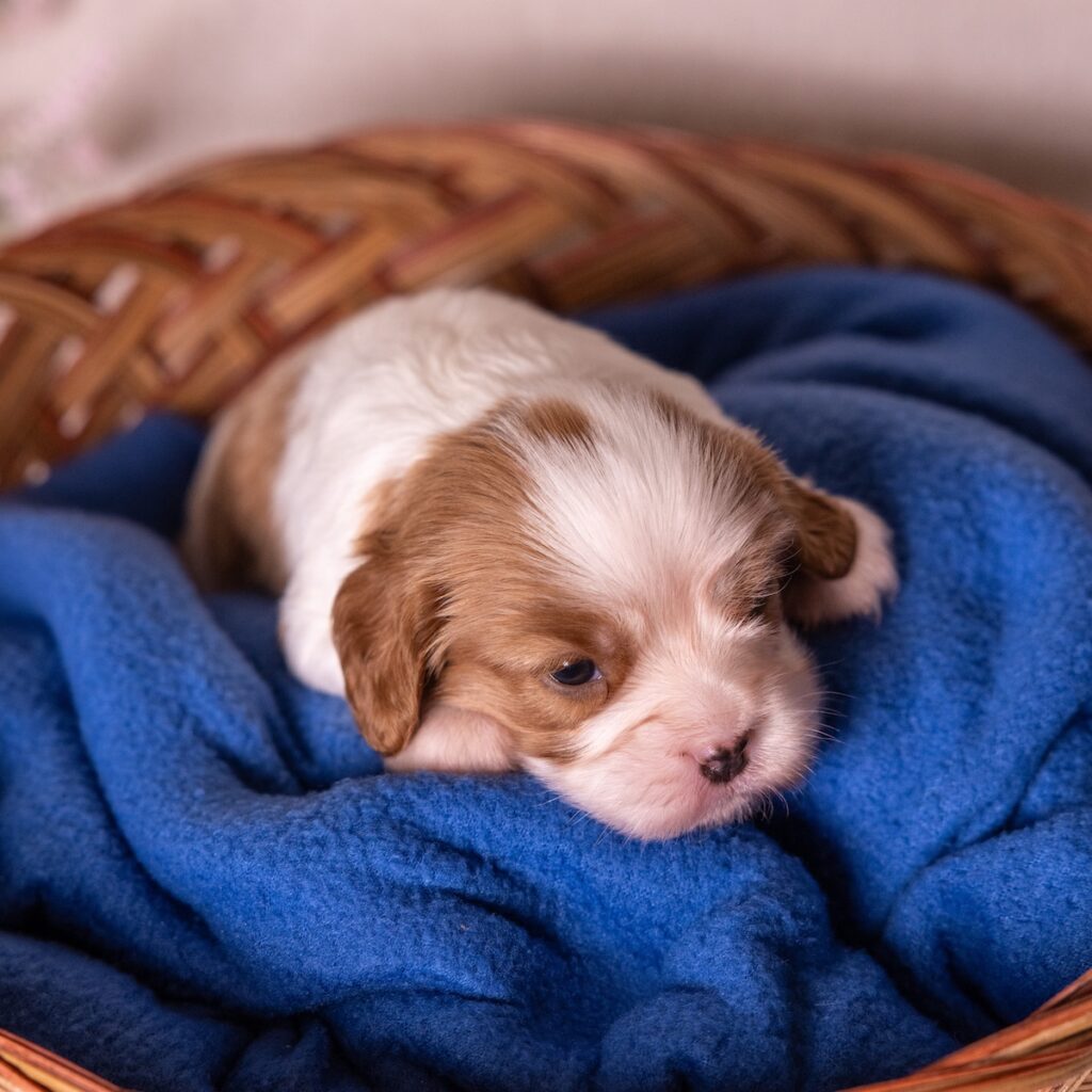 cavalier king charles for sale