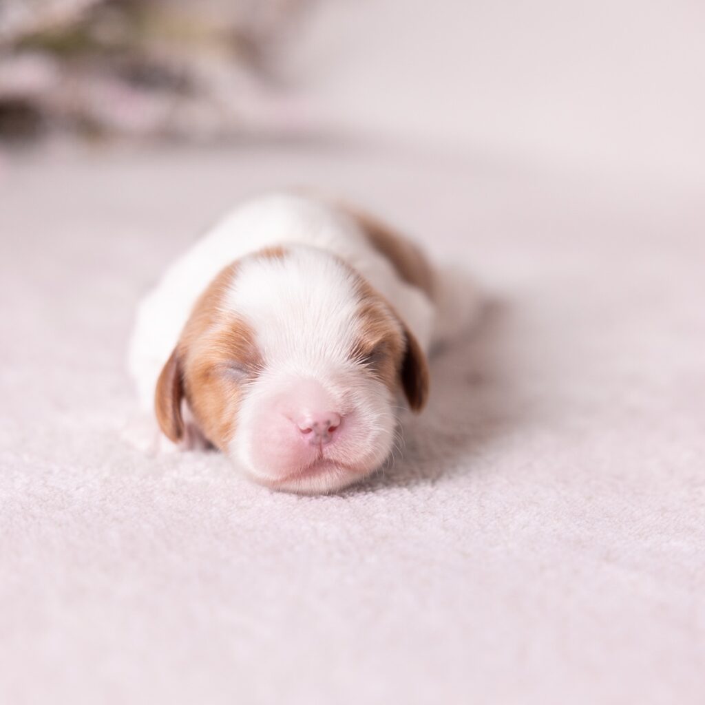 cavalier king charles for sale
