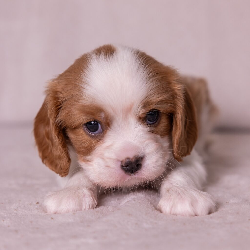 cavalier king charles for sale