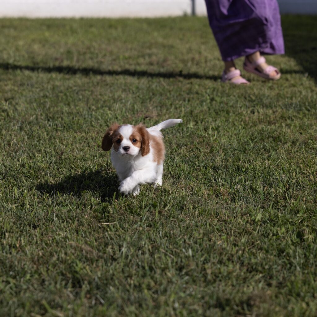 cavalier king charles for sale