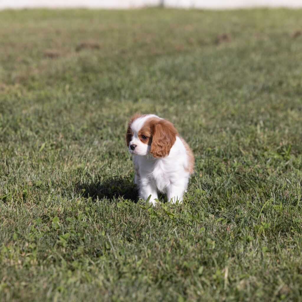 cavalier king charles for sale near dc