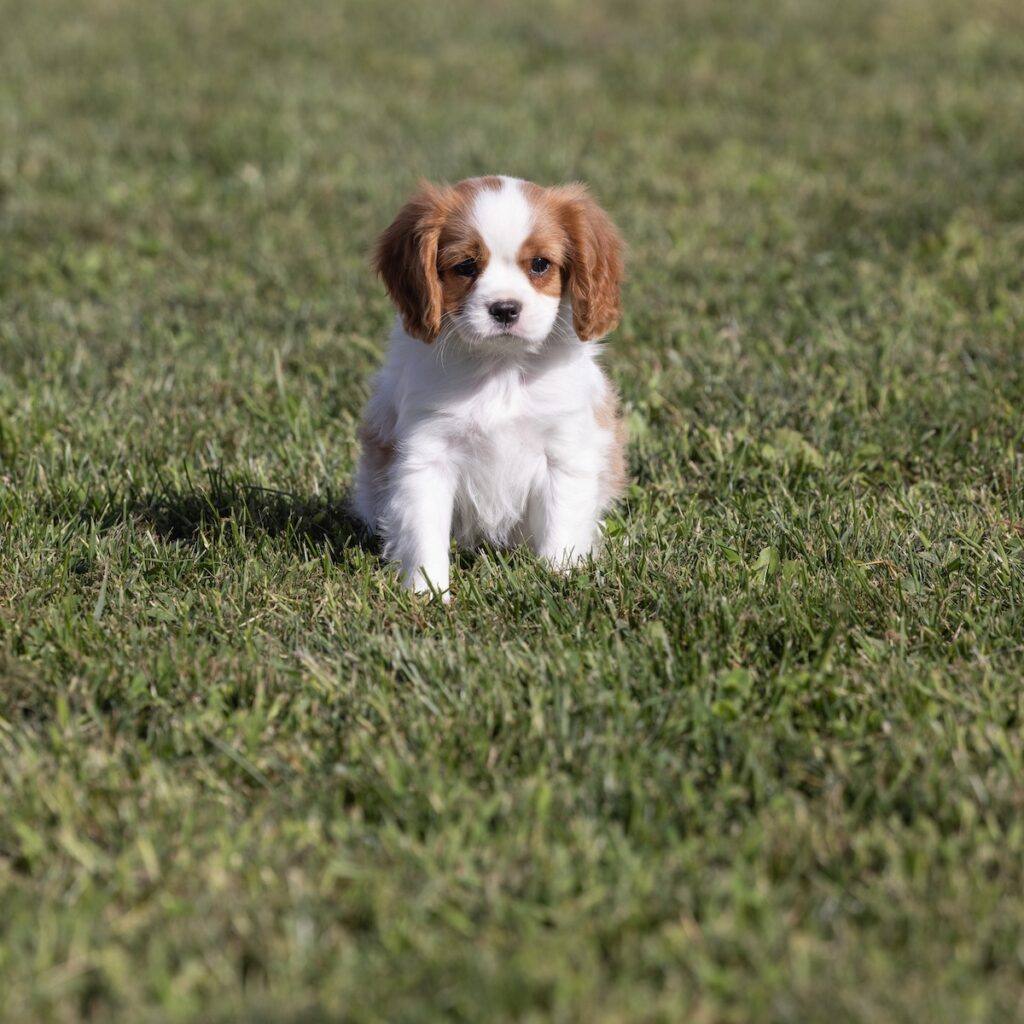 cavalier king charles for sale near md