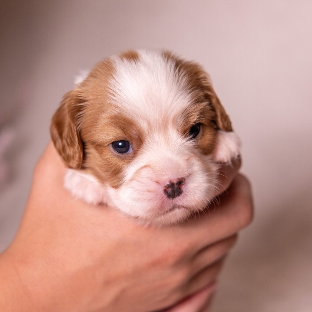 cavalier king charles for sale near md