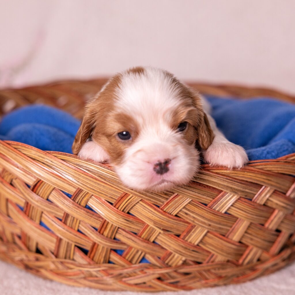 cavalier king charles for sale near me