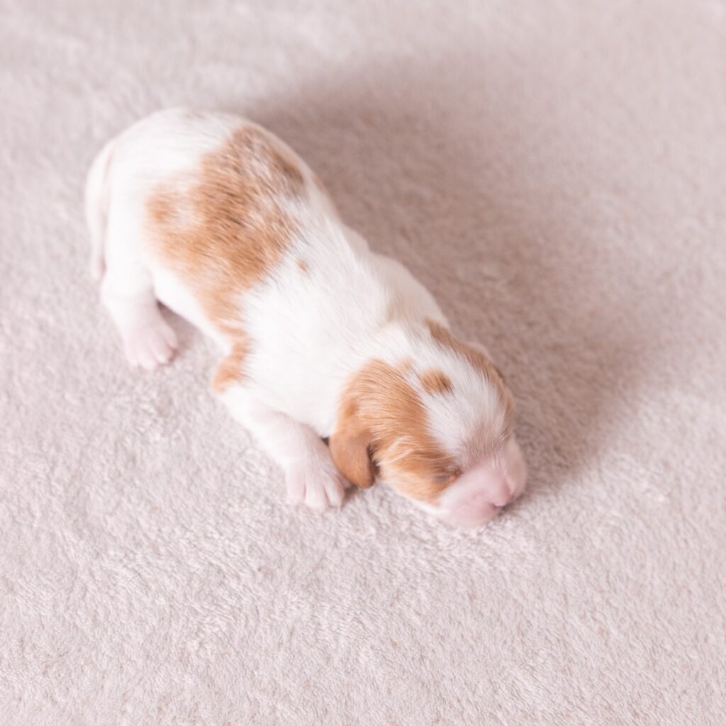 cavalier king charles for sale near me