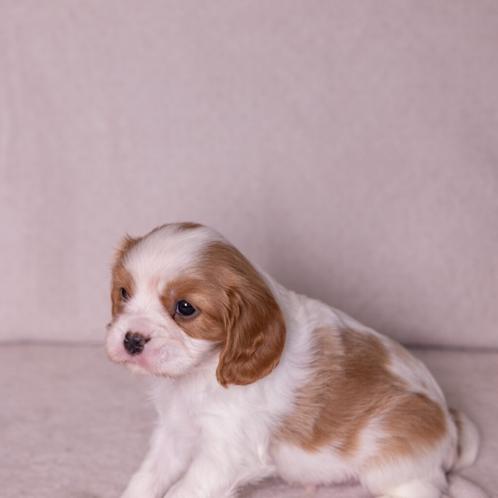 cavalier king charles for sale near me