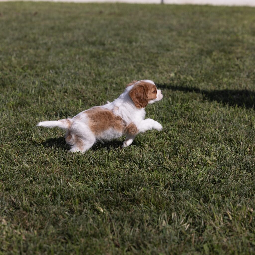cavalier king charles for sale near me