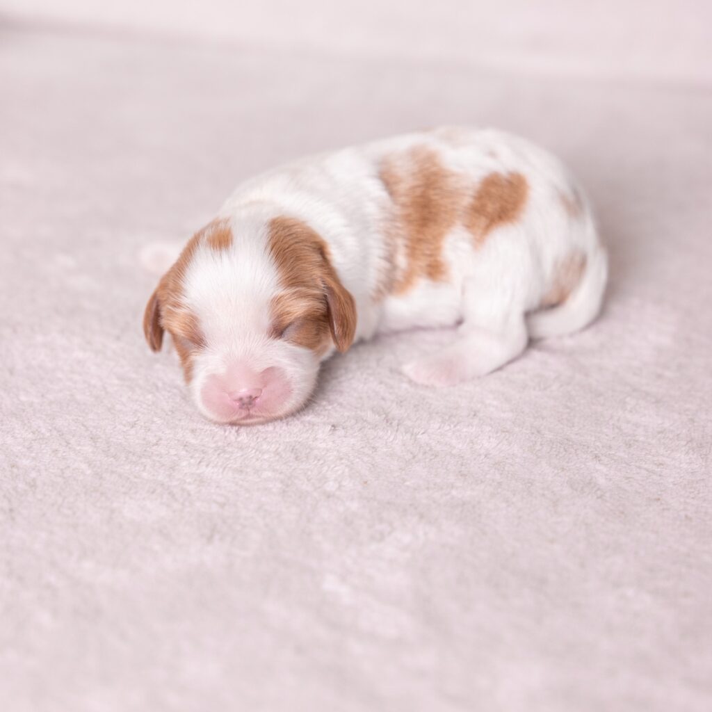 cavalier king charles for sale near me md