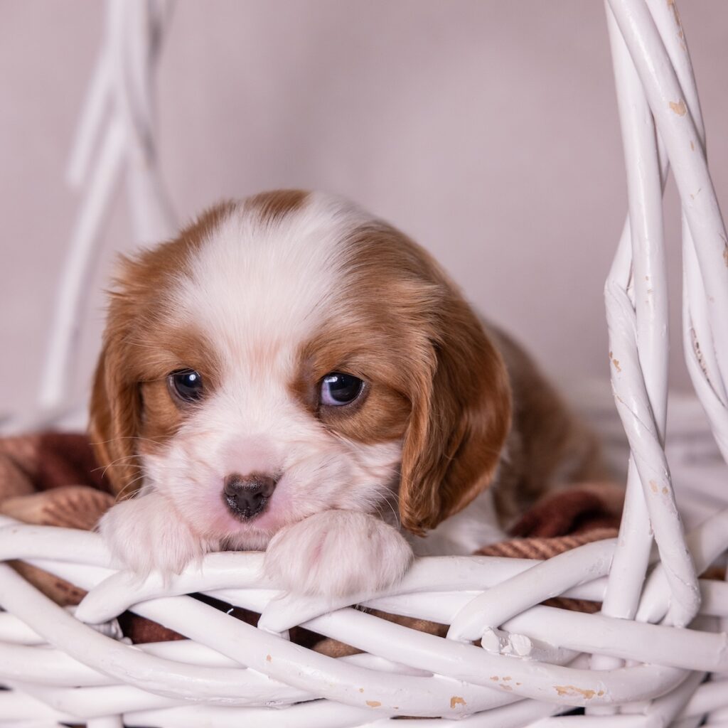 cavalier king charles for sale near me nj