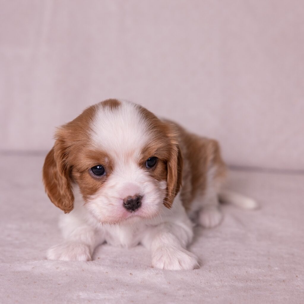 cavalier king charles for sale near me ny