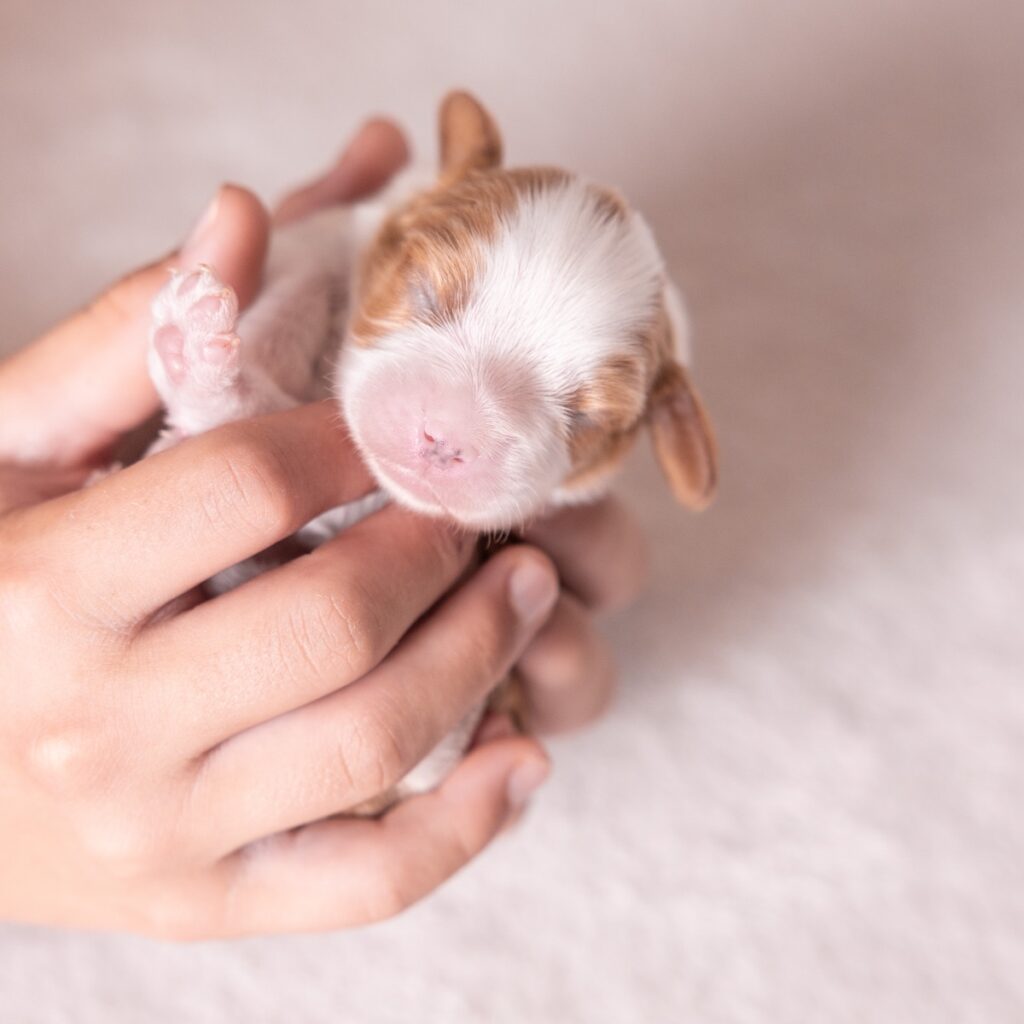 cavalier king charles for sale near me ny