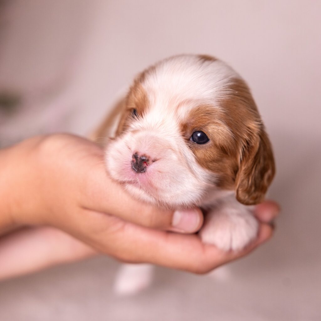 cavalier king charles for sale near me pa