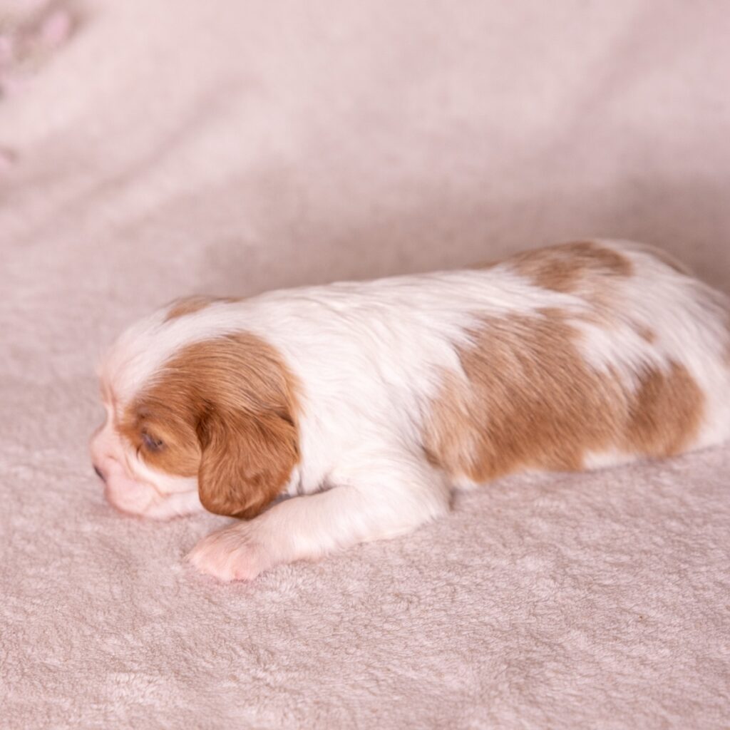 cavalier king charles for sale near nj