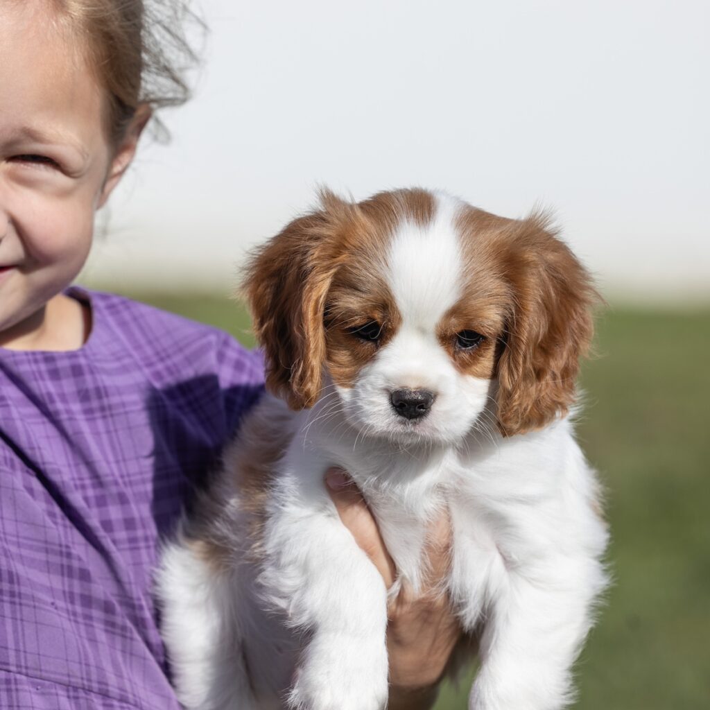 cavalier king charles for sale near ny