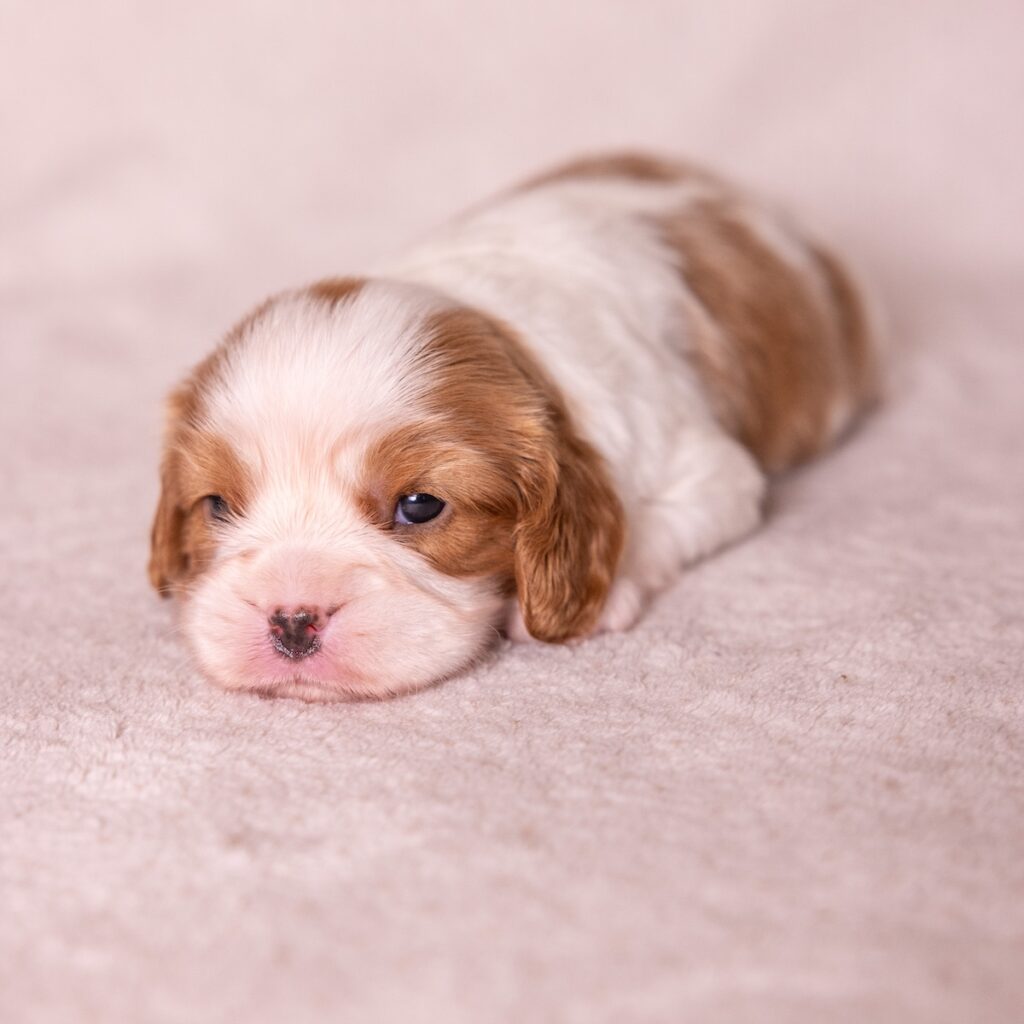 cavalier king charles for sale near ny