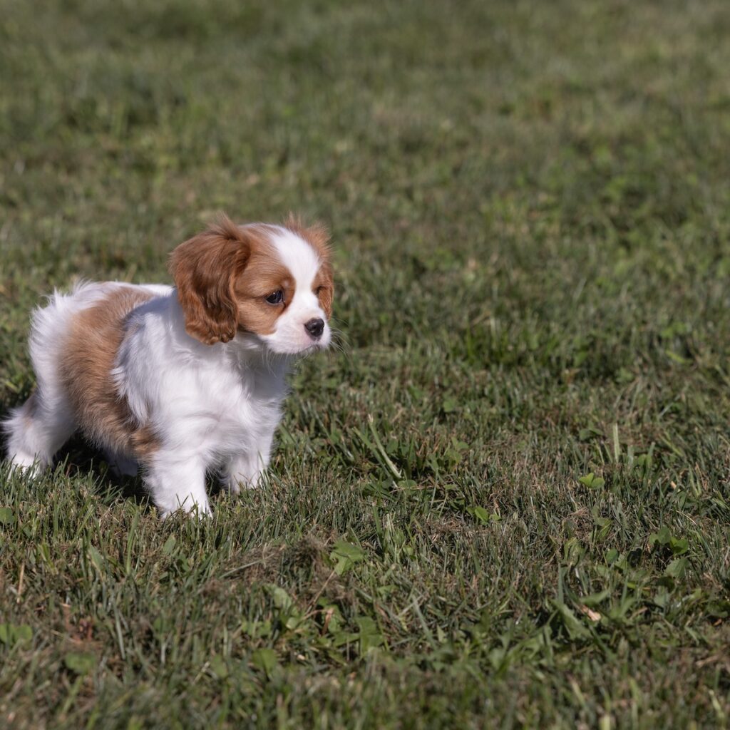 cavalier king charles for sale pa