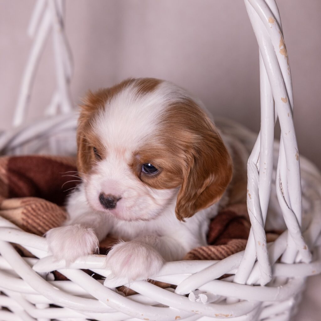 cavalier king charles for sale pa