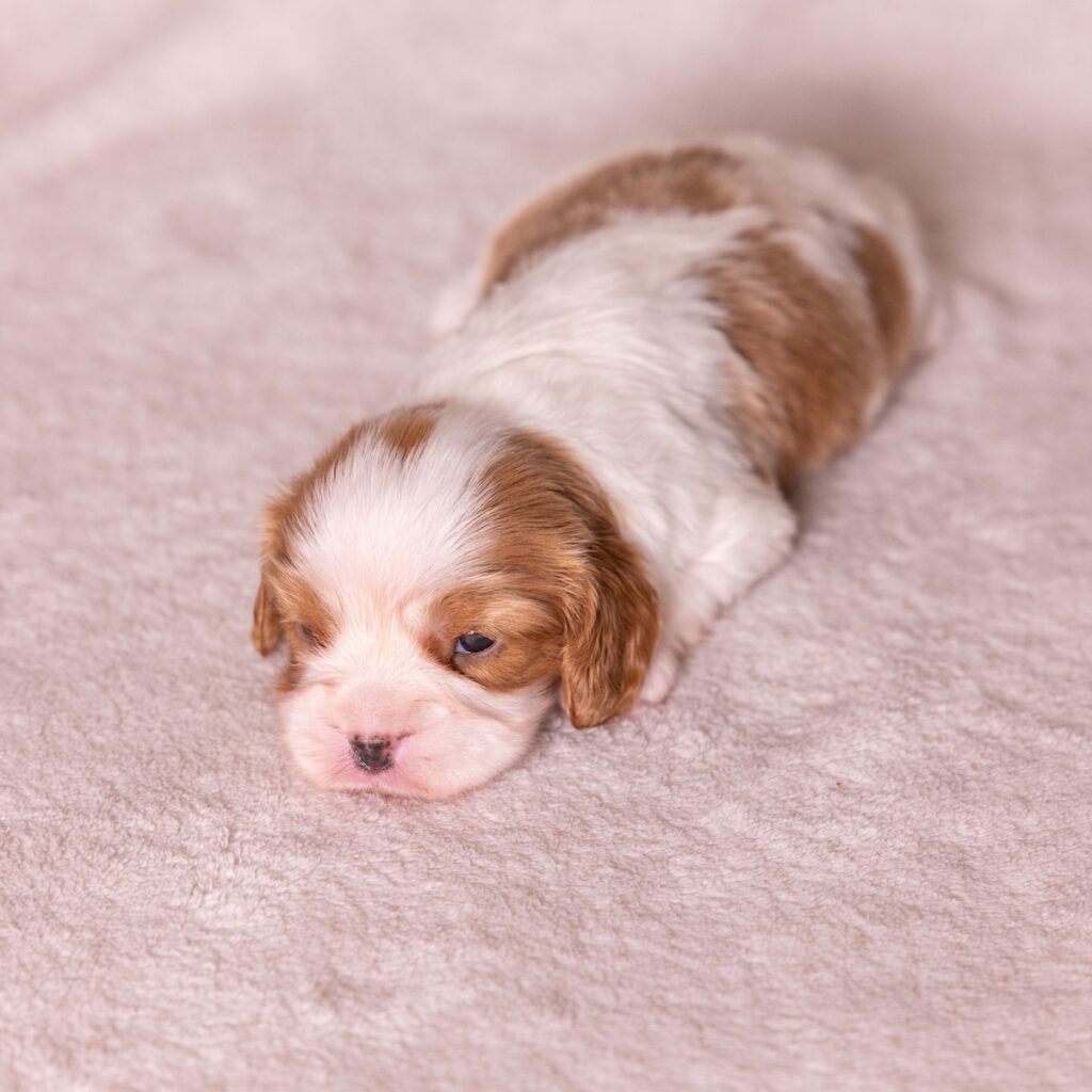 cavalier king charles for sale with vet check