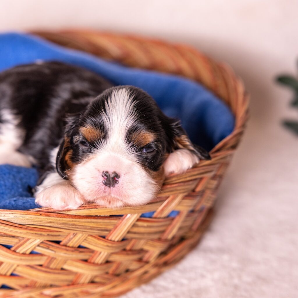 cavalier king charles puppies for sale