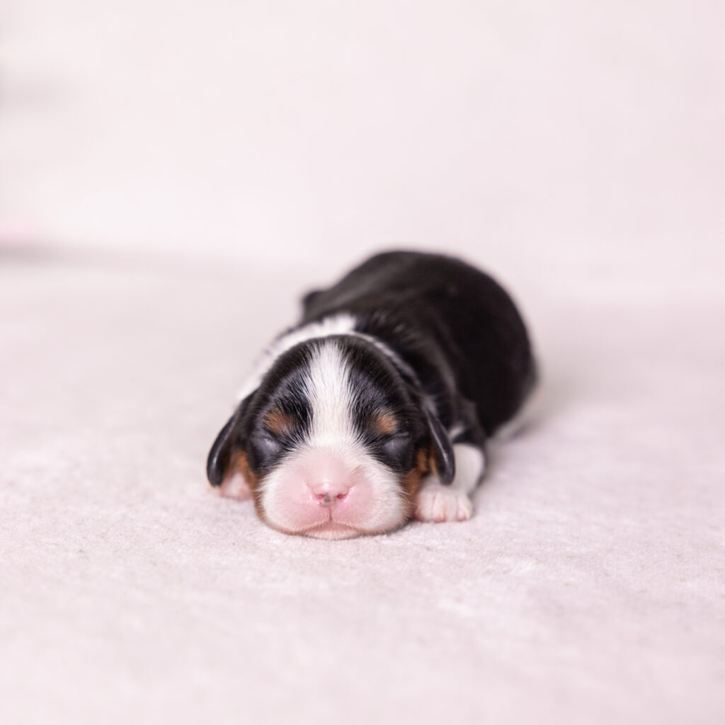 cavalier king charles puppies for sale