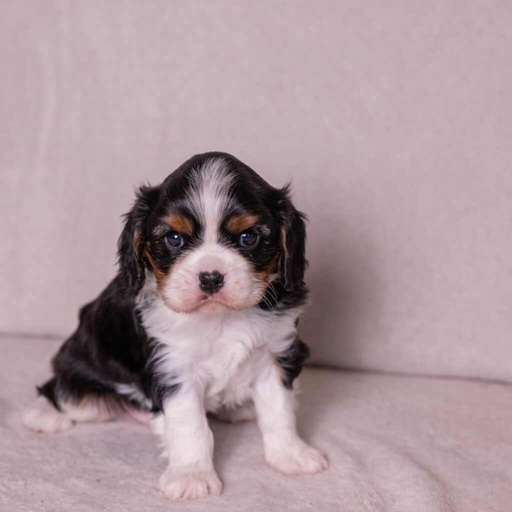 cavalier king charles puppies for sale