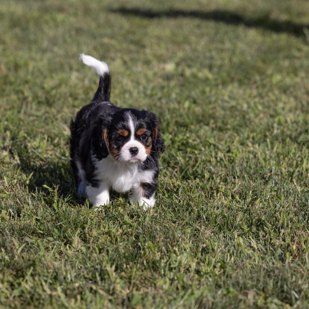 cavalier king charles puppies for sale