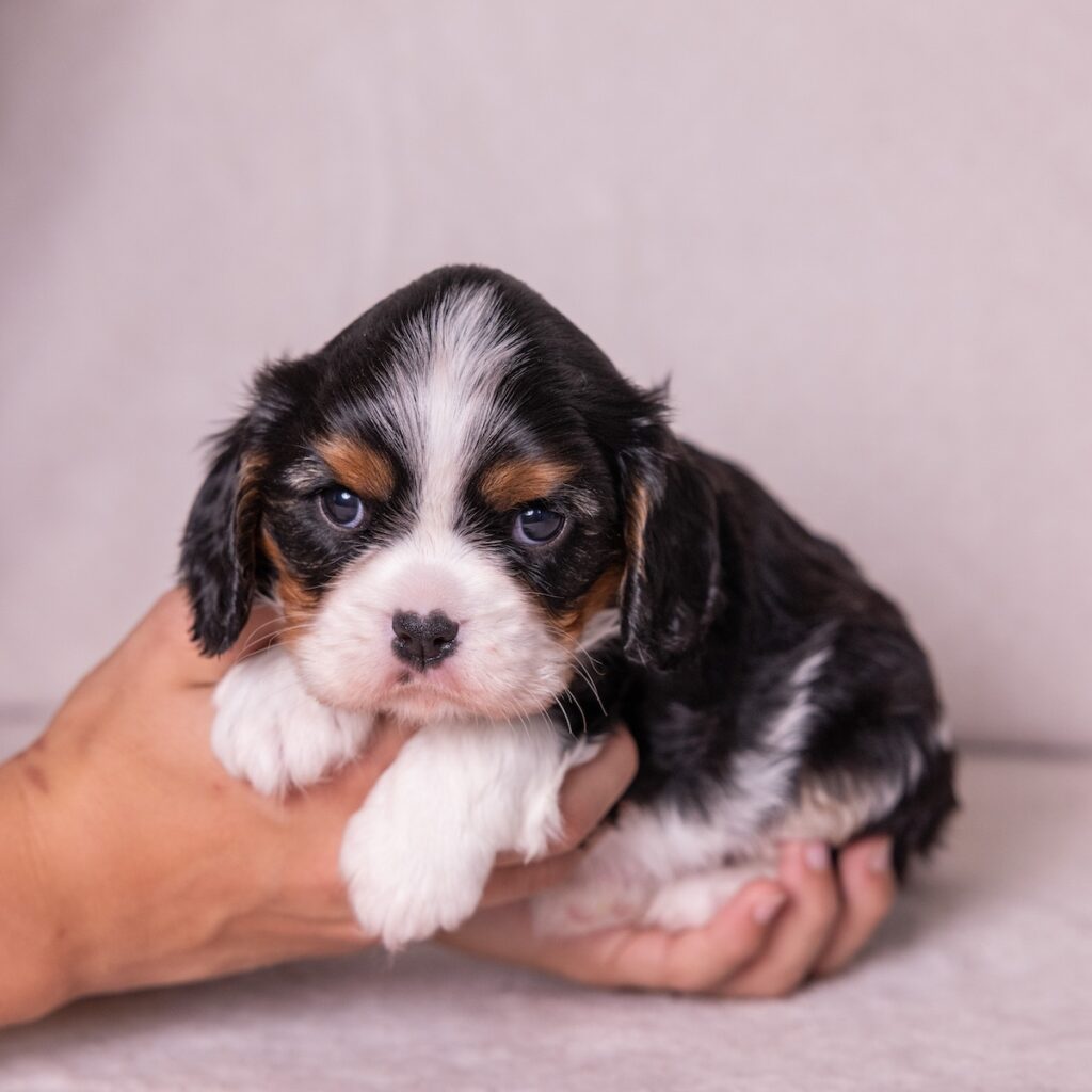 cavalier king charles puppies for sale neafr ny