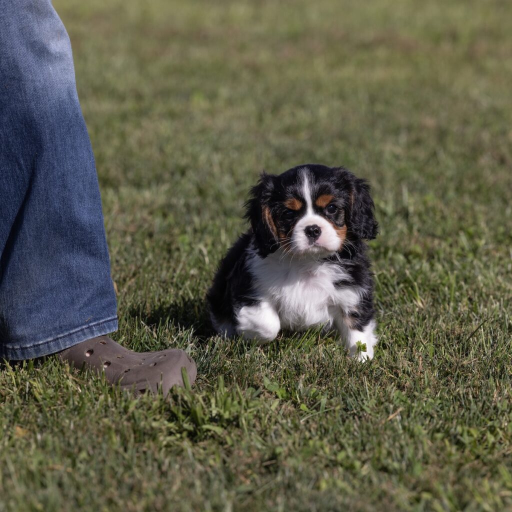 cavalier king charles puppies for sale near dc