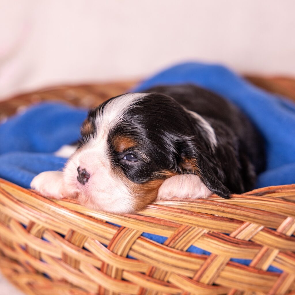 cavalier king charles puppies for sale near me