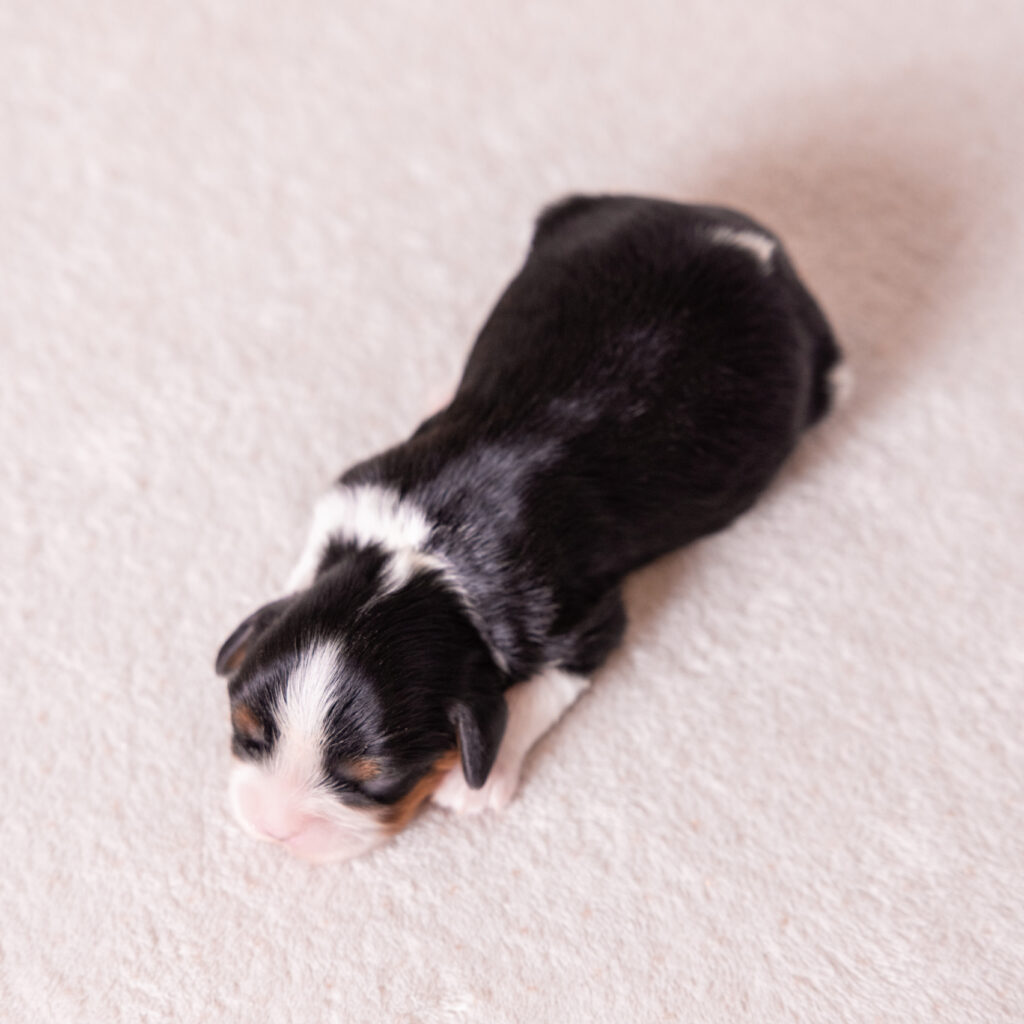 cavalier king charles puppies for sale near me