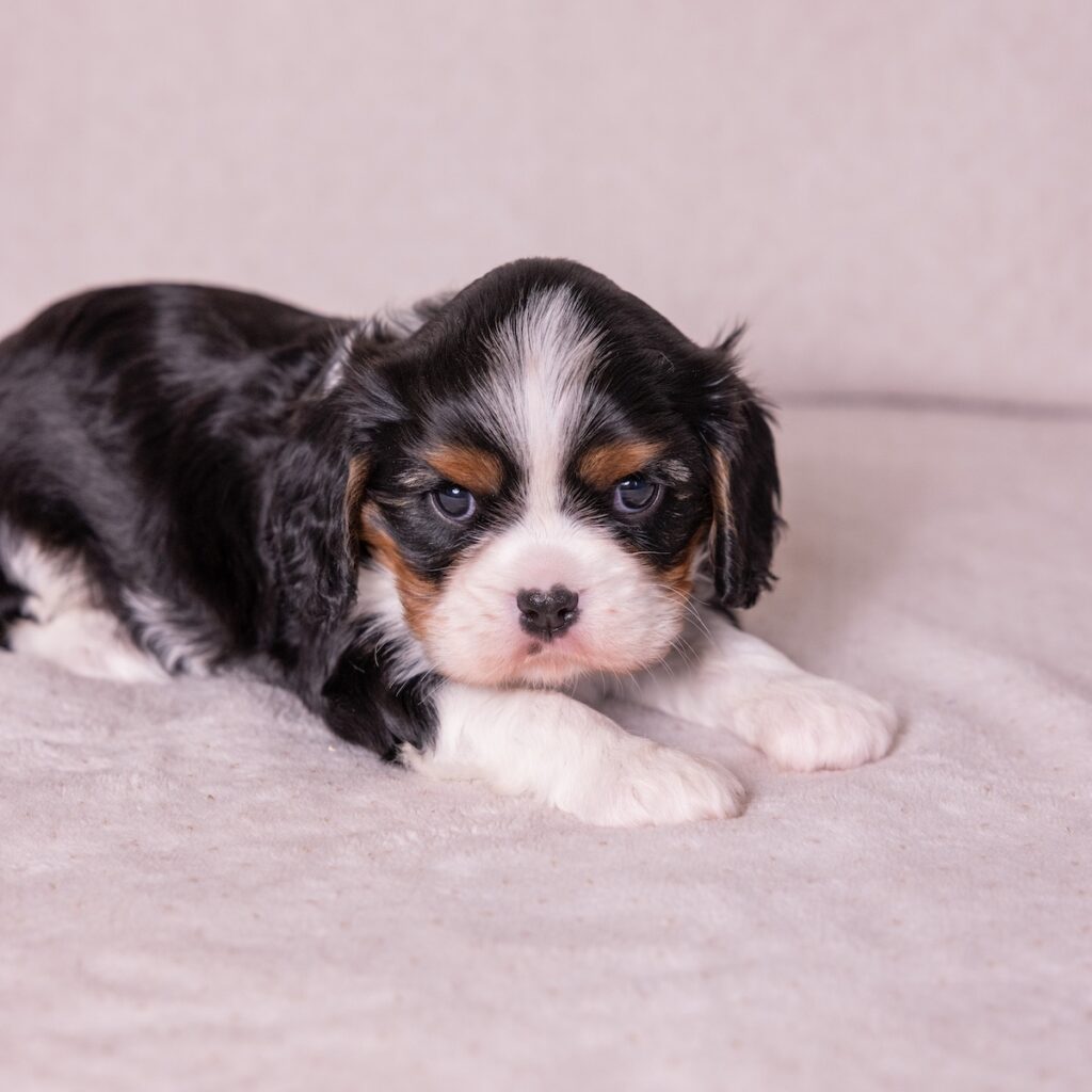 cavalier king charles puppies for sale near me
