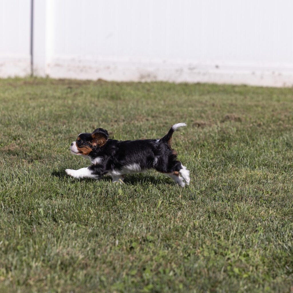 cavalier king charles puppies for sale near me