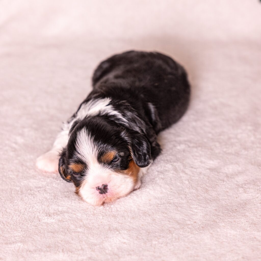cavalier king charles puppies for sale near me ny