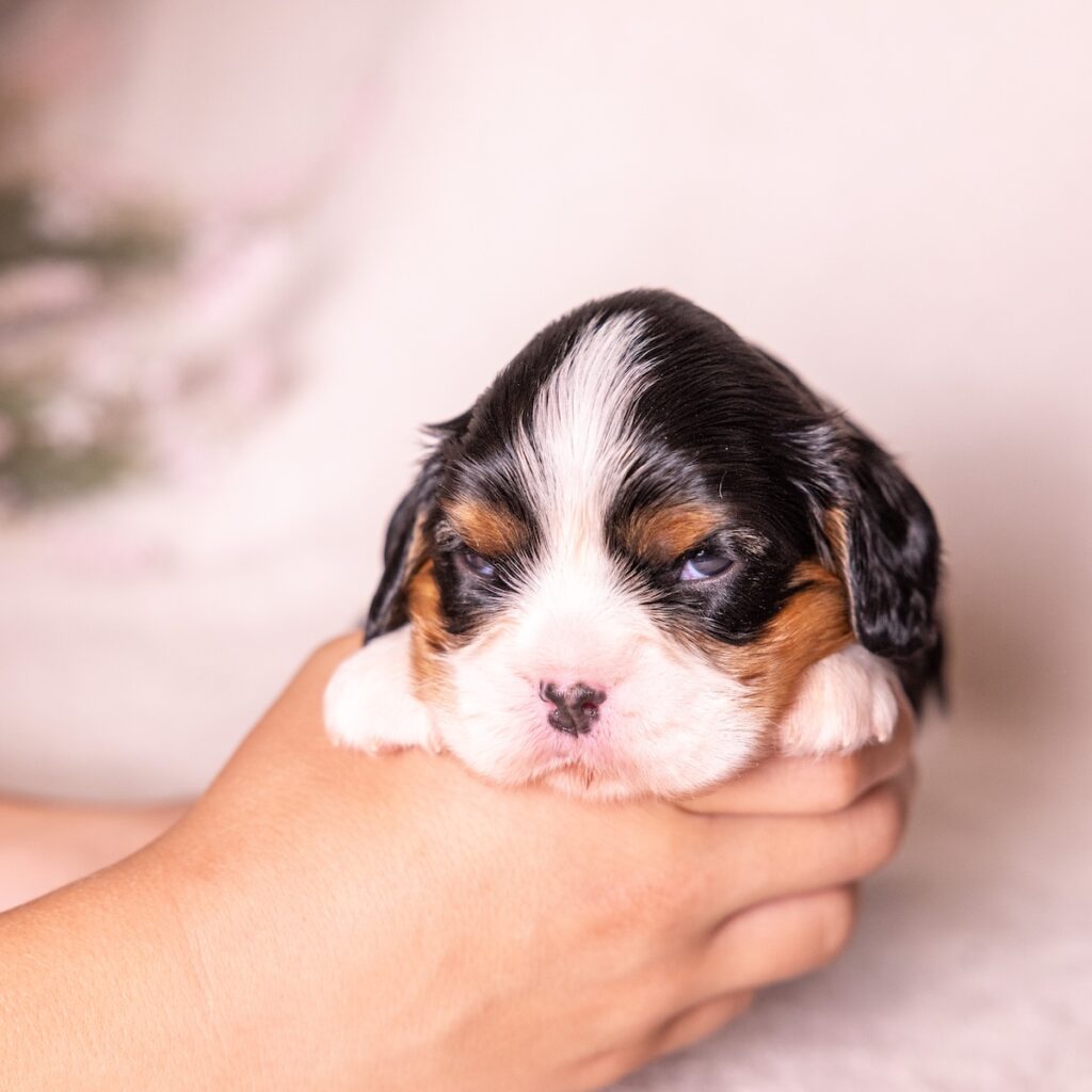 cavalier king charles puppies for sale near me pa