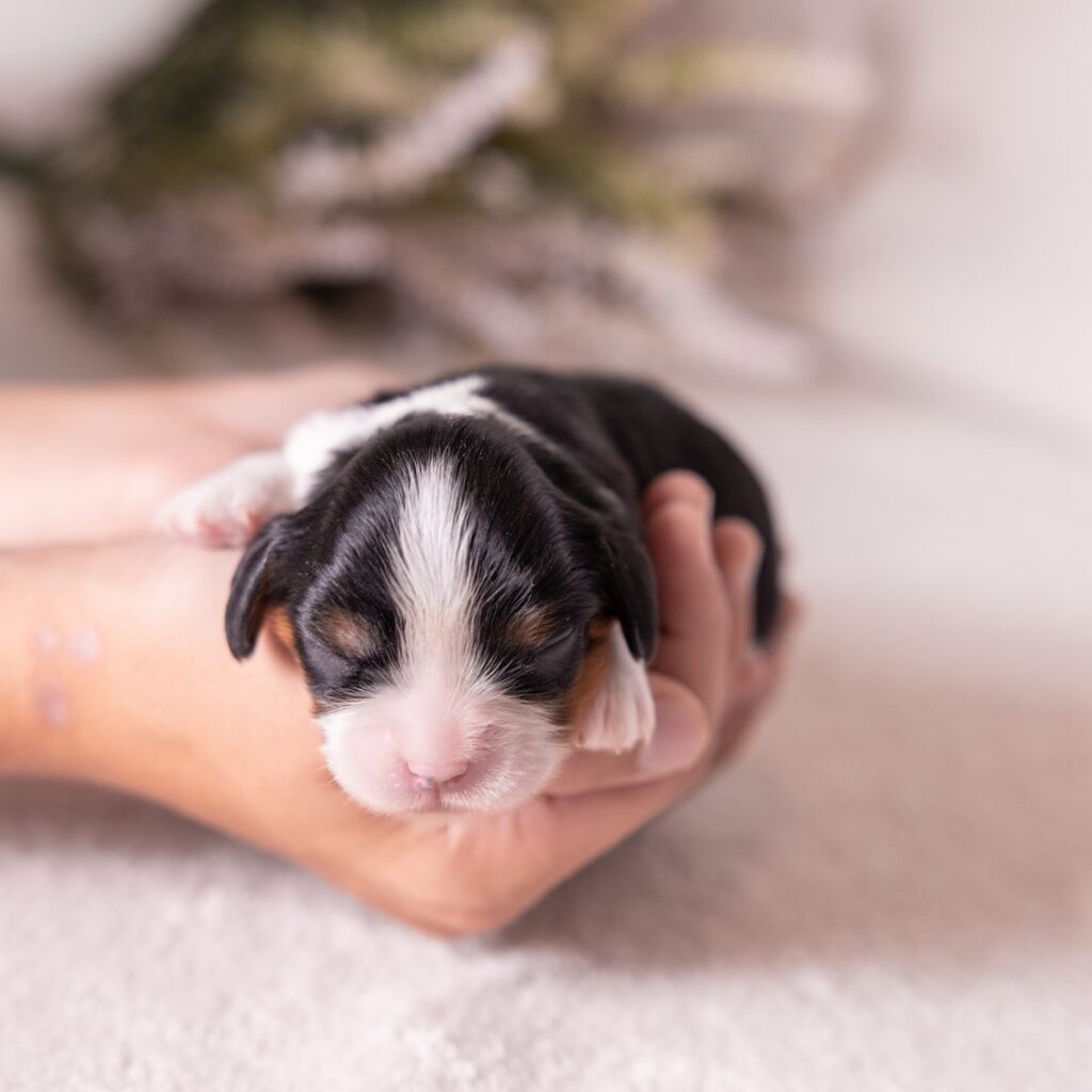 cavalier king charles puppies for sale near me pa