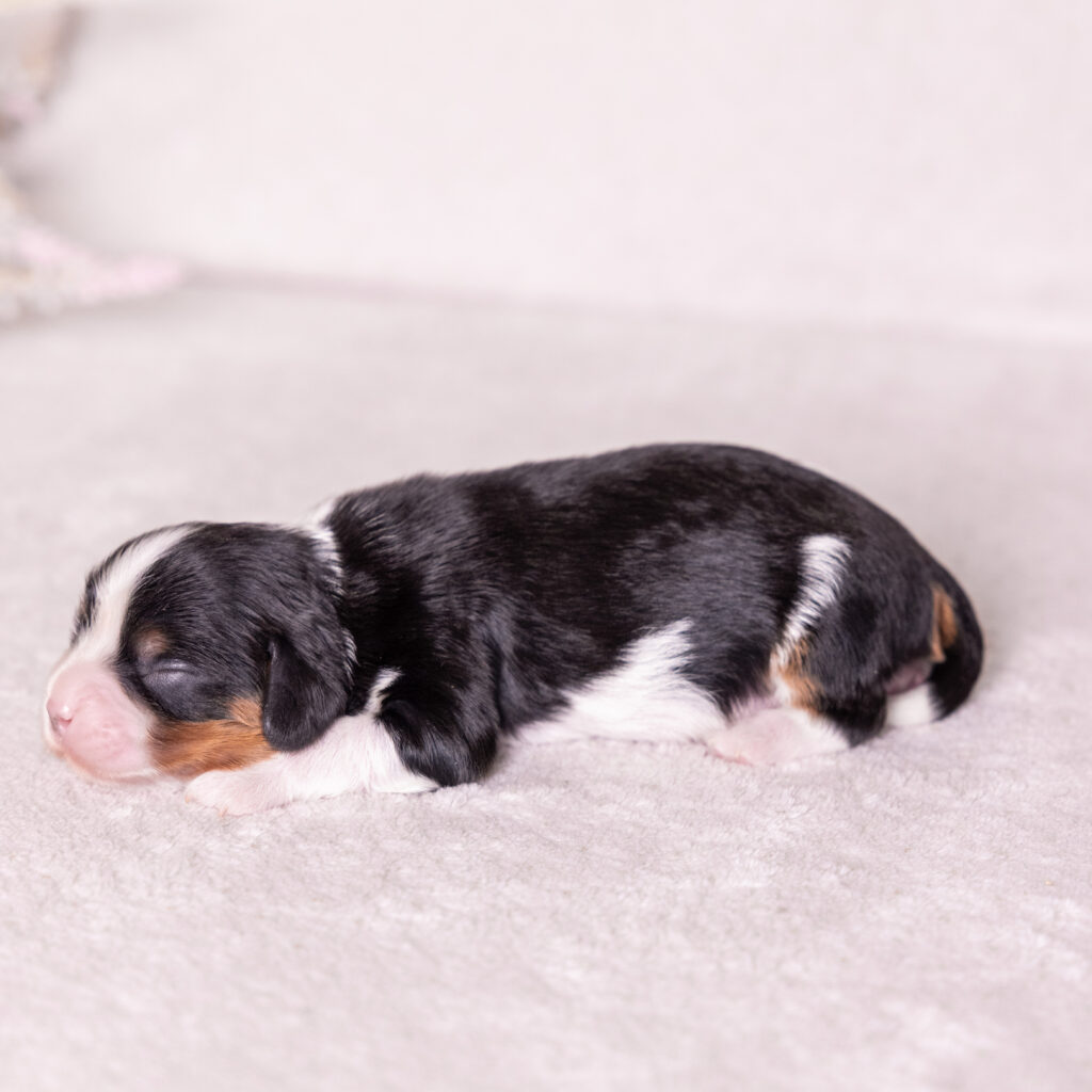 cavalier king charles puppies for sale near me pennsylvania