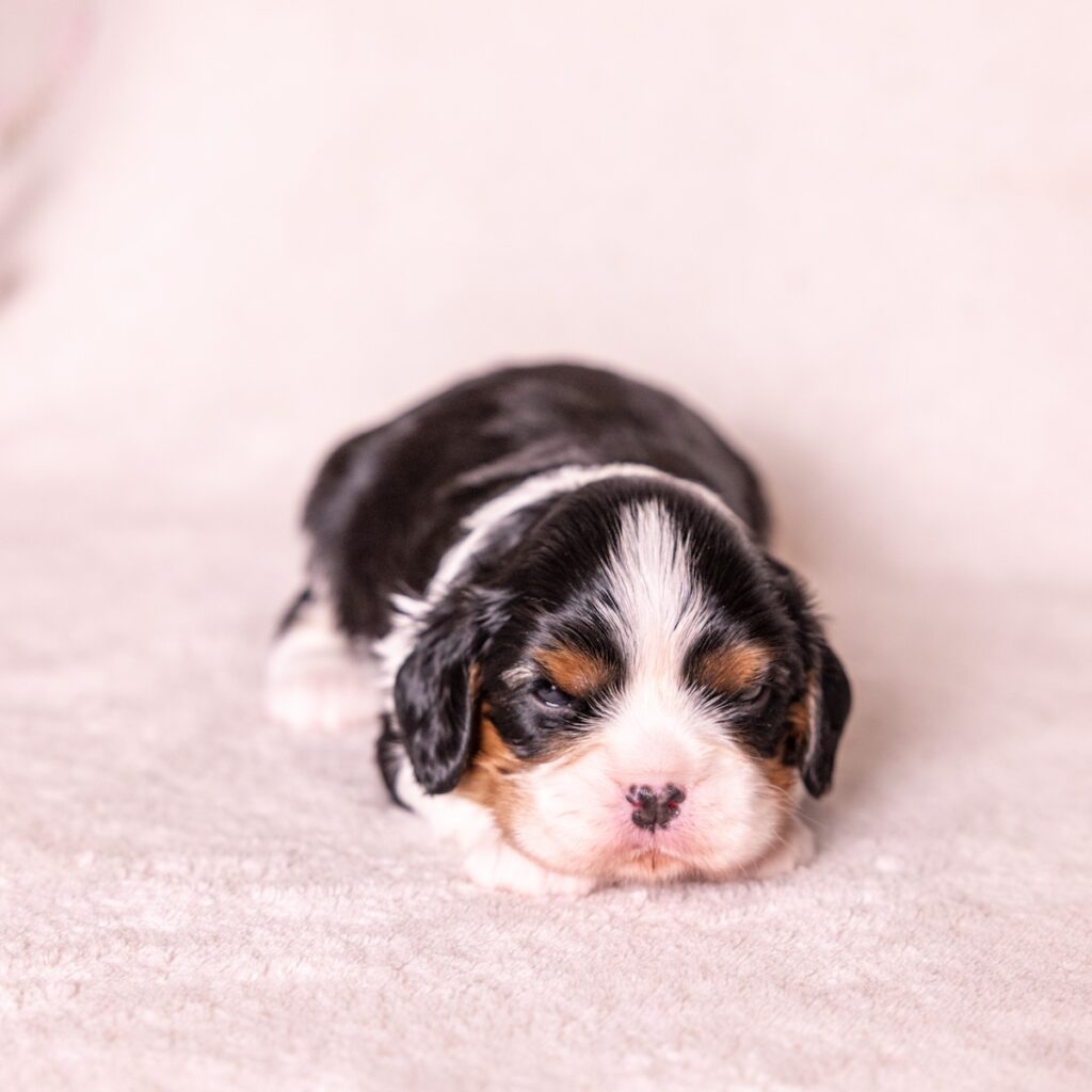 cavalier king charles puppies for sale near me with vet check