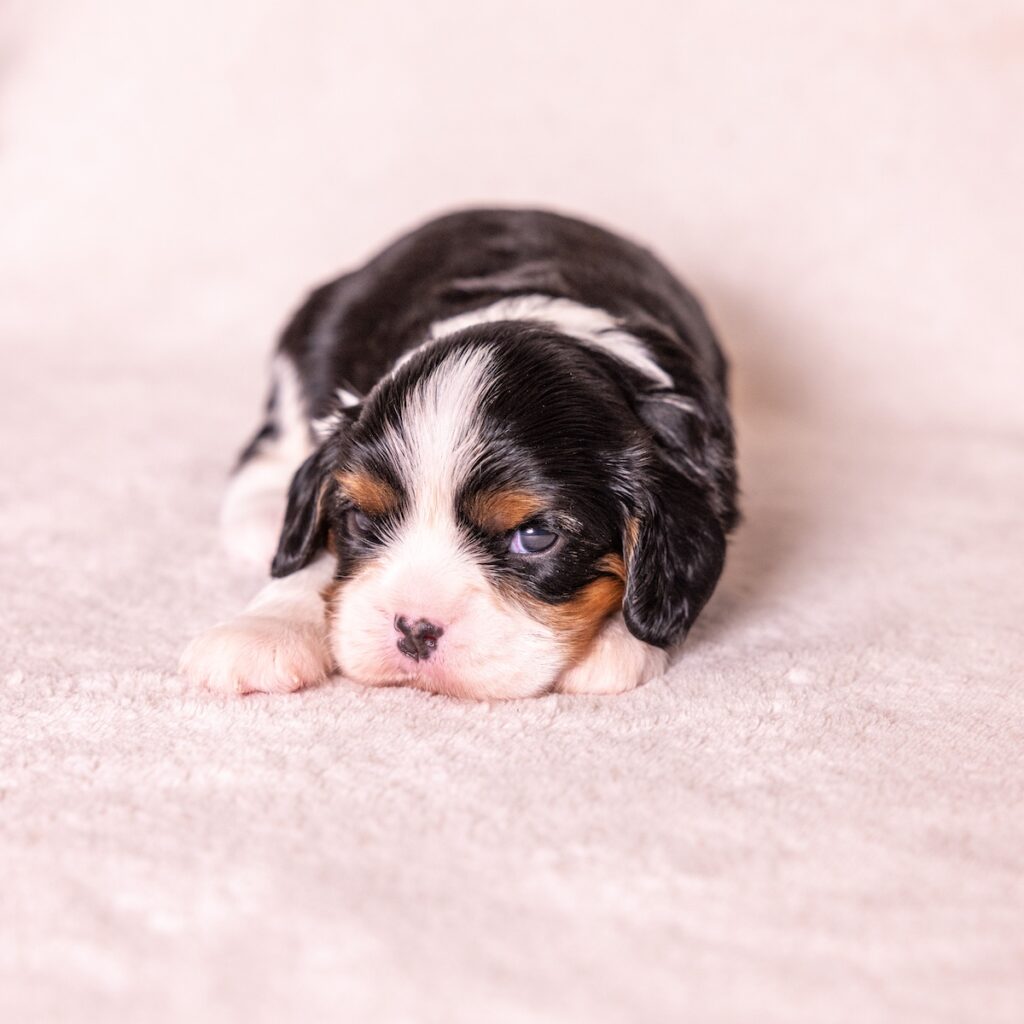 cavalier king charles puppies for sale near nj