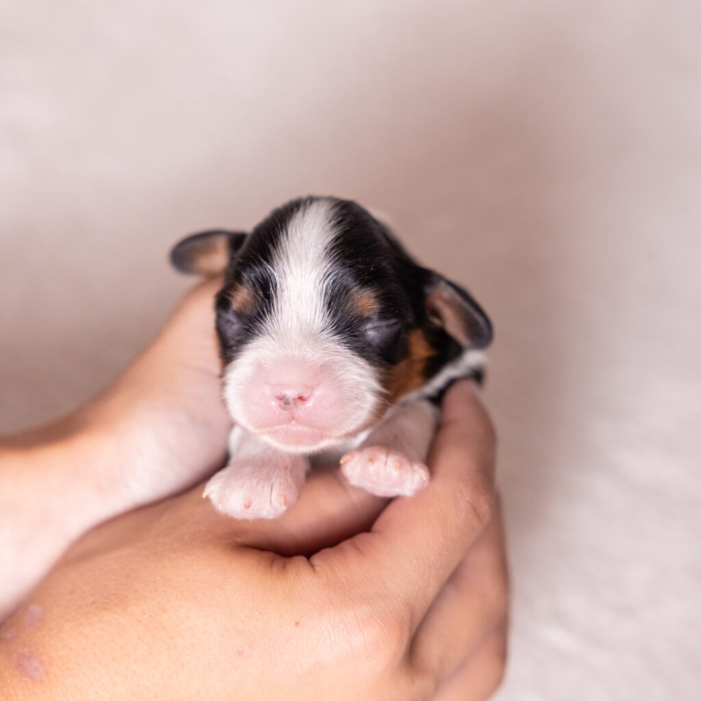 cavalier king charles puppies for sale near nj