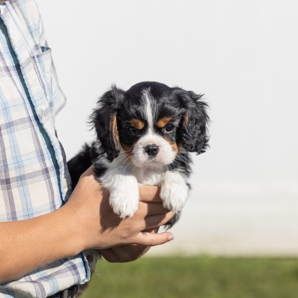 cavalier king charles puppies for sale near nj