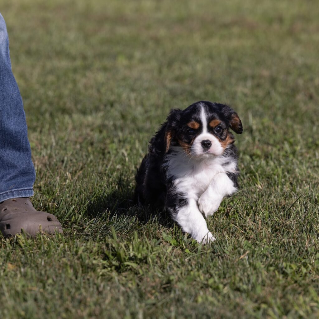cavalier king charles puppies for sale near ny